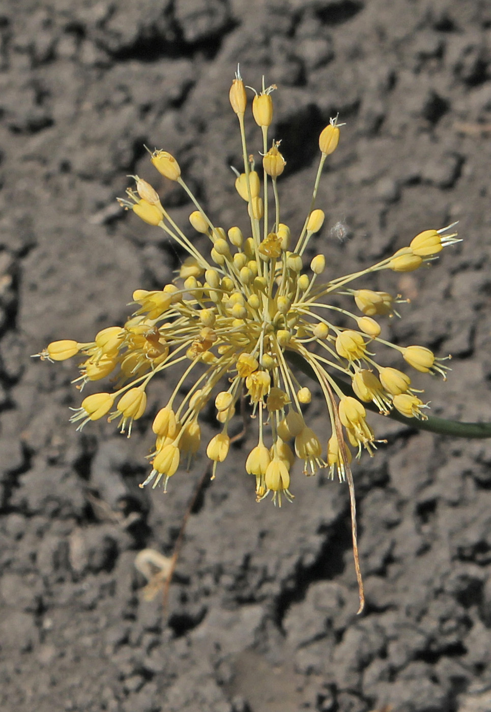 Image of Allium flavum specimen.