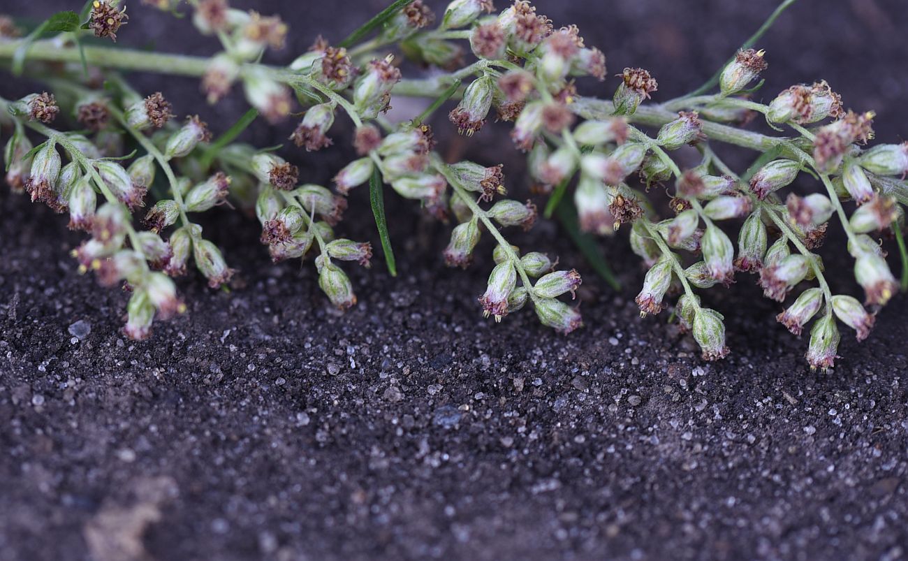 Изображение особи Artemisia vulgaris.