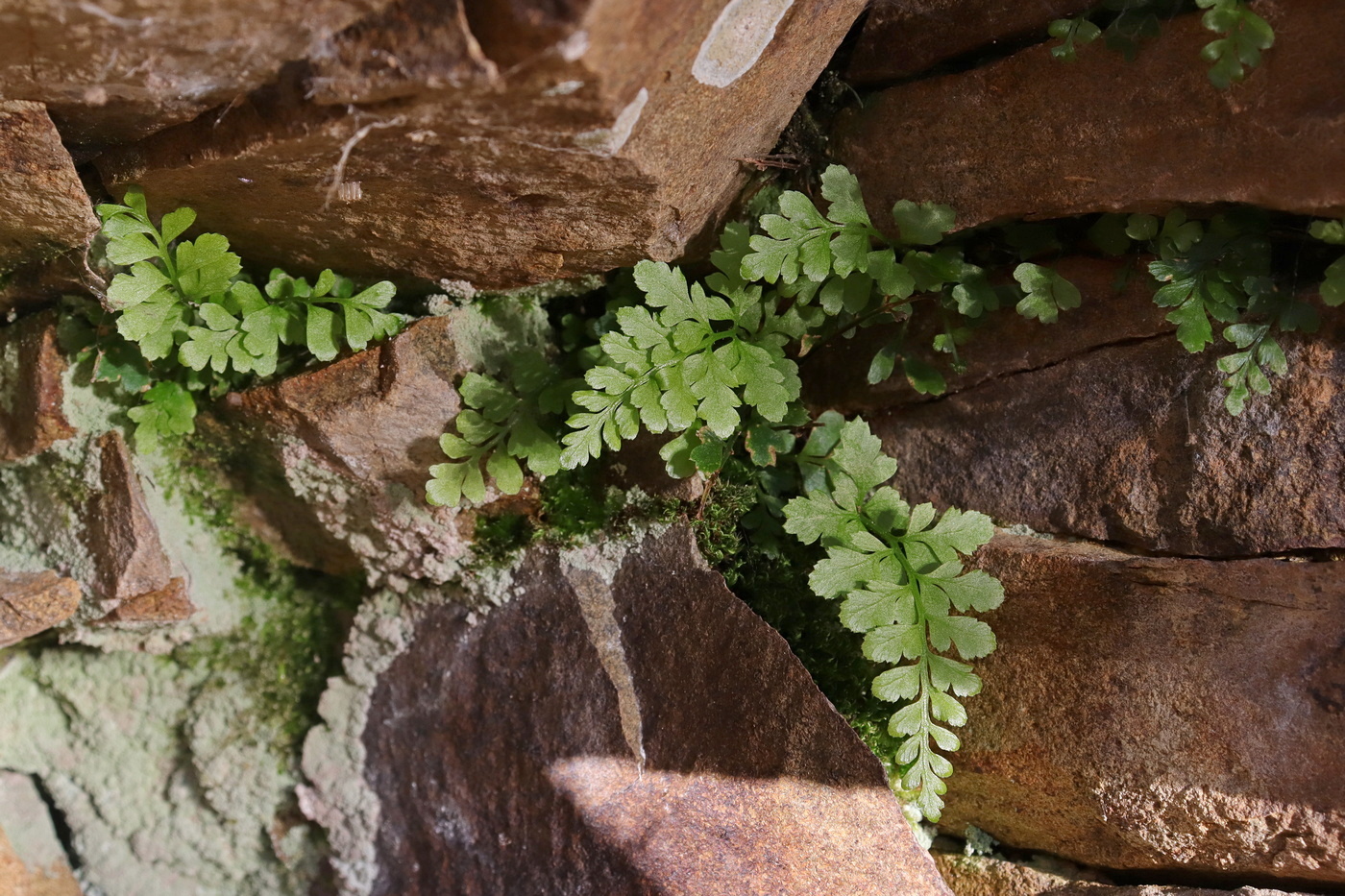 Image of Asplenium billotii specimen.