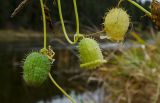 Echinocystis lobata. Часть побега с плодами разной степени зрелости. Пермский край, Кишертский р-н, зарастающий галечник. 30 сентября 2023 г.