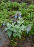 Mertensia pubescens