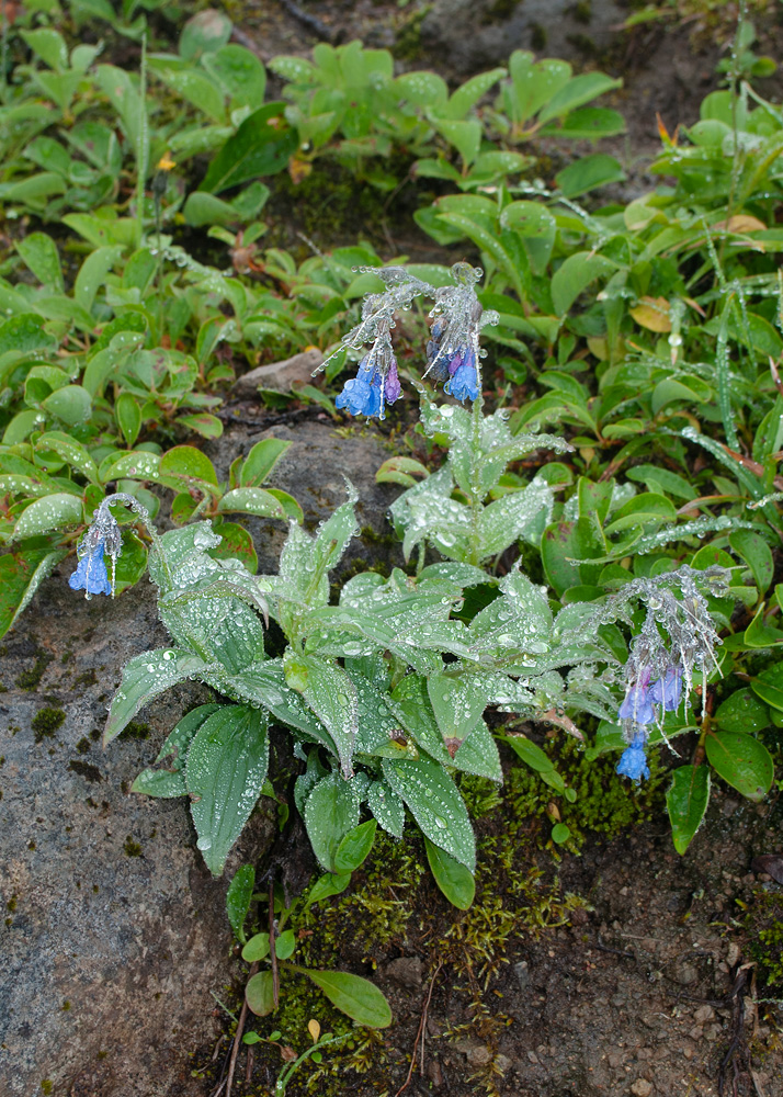 Изображение особи Mertensia pubescens.