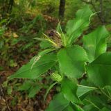 Atractylodes ovata. Верхушка отцветающего растения. Амурская обл., Архаринский р-н, окр. с. Кундур, широколиственный лес. 04.09.2023.