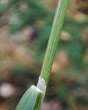 View full-size image Calamagrostis lapponica