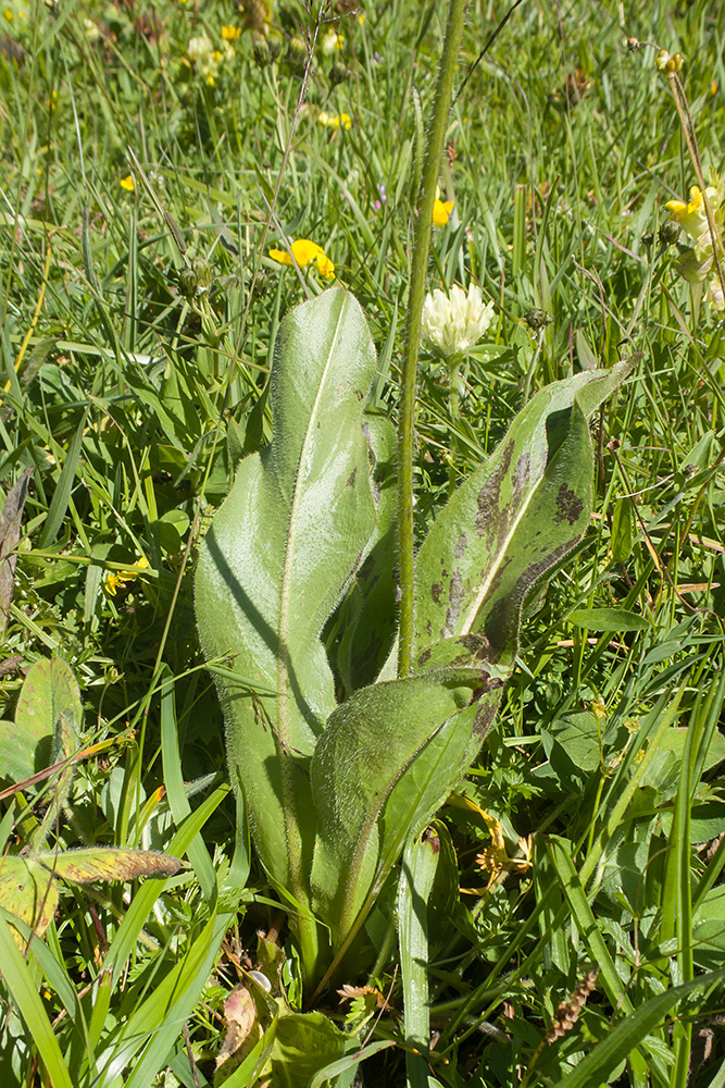 Image of Trommsdorffia maculata specimen.