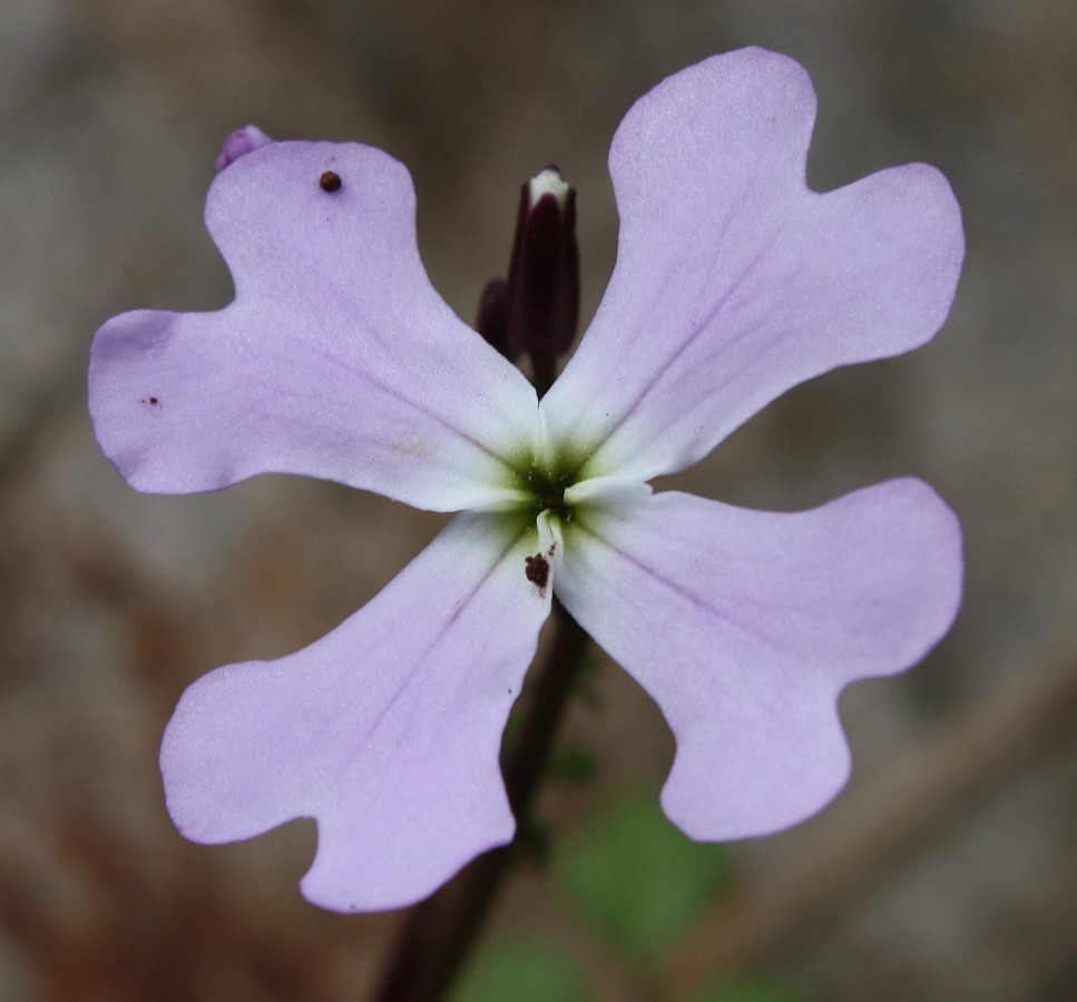 Изображение особи Ricotia lunaria.