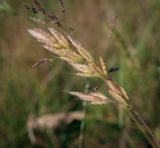 View full-size image Bromus hordeaceus