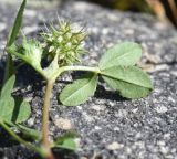 View full-size image Trifolium retusum