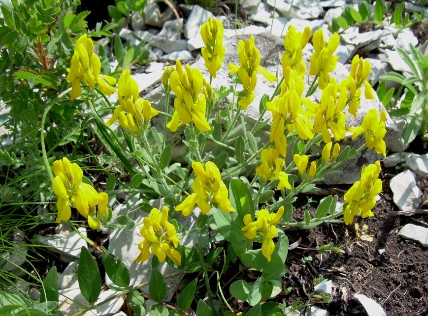 Image of Genista humifusa specimen.