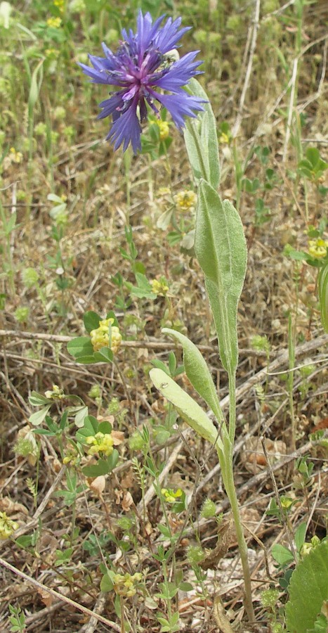 Image of Centaurea cyanoides specimen.