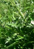 View full-size image Carduus onopordioides