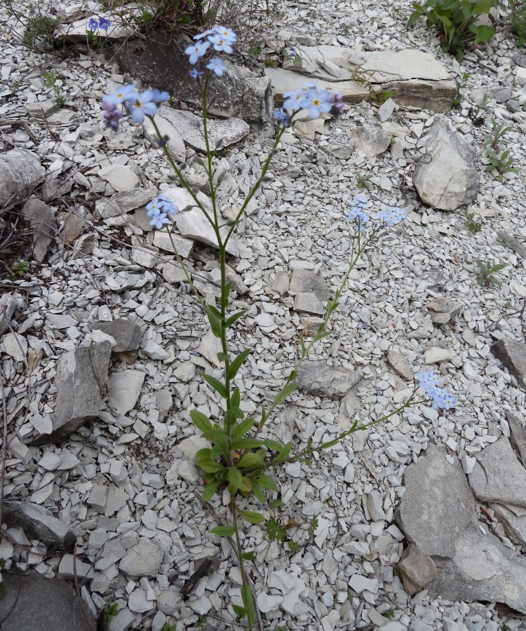 Image of Myosotis lithospermifolia specimen.