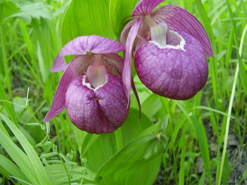 Image of Cypripedium macranthos specimen.