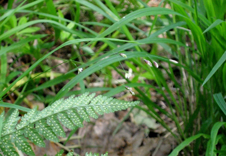 Image of Melica uniflora specimen.