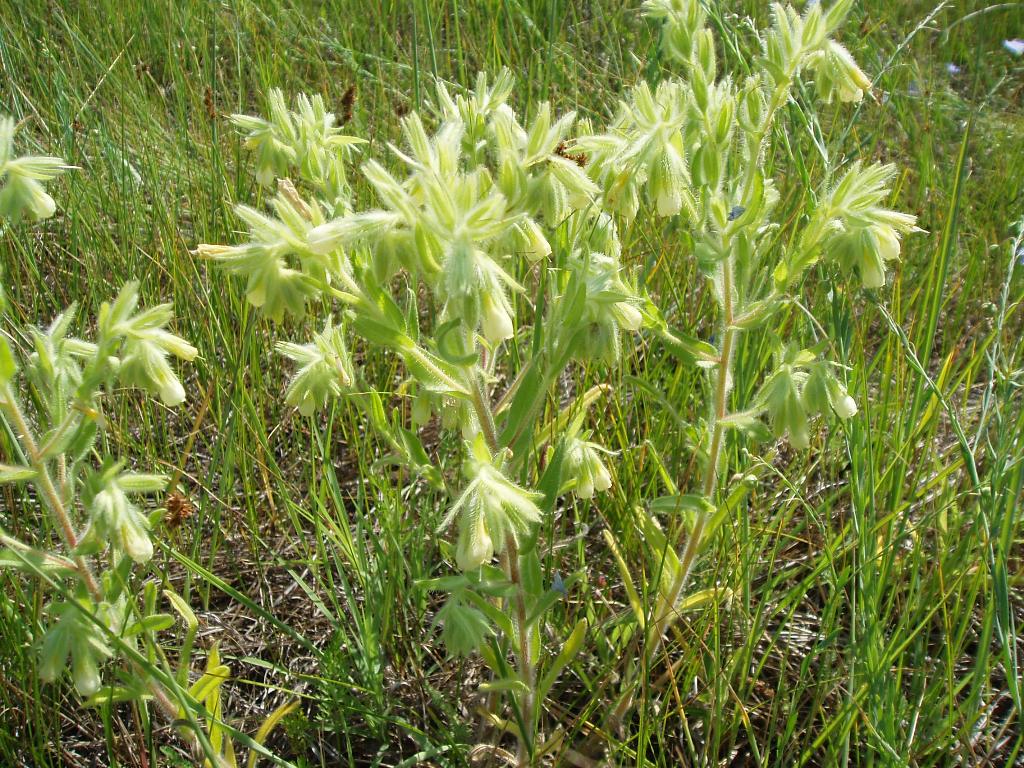 Image of Onosma borysthenica specimen.