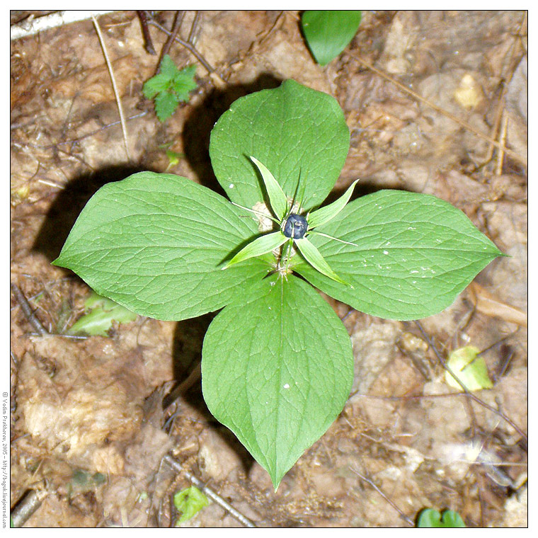 Image of Paris quadrifolia specimen.