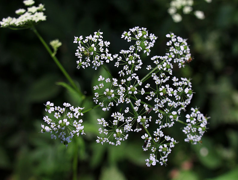 Image of Chaerophyllum aromaticum specimen.