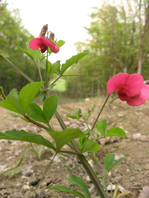 Изображение особи Lathyrus rotundifolius.