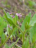 Chorispora tenella