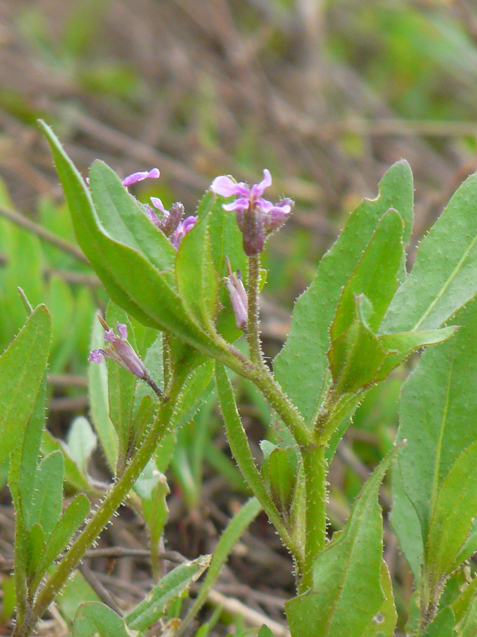 Image of Chorispora tenella specimen.