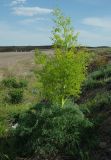 Ferula paniculata. Цветущее растение. Казахстан, Джамбульская обл., зап. оз. Балхаш. 13.05.2011.