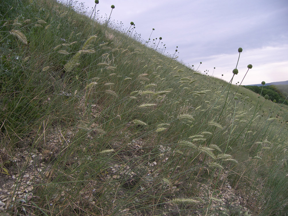 Image of Agropyron pectinatum specimen.