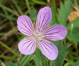 Geranium collinum. Цветок. Ростовская обл., Азовский р-н, побережье Таганрогского залива, устье р. Кагальник, окр. с. Займо-обрыв. 31.08.2011.