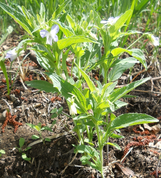 Image of Viola elatior specimen.