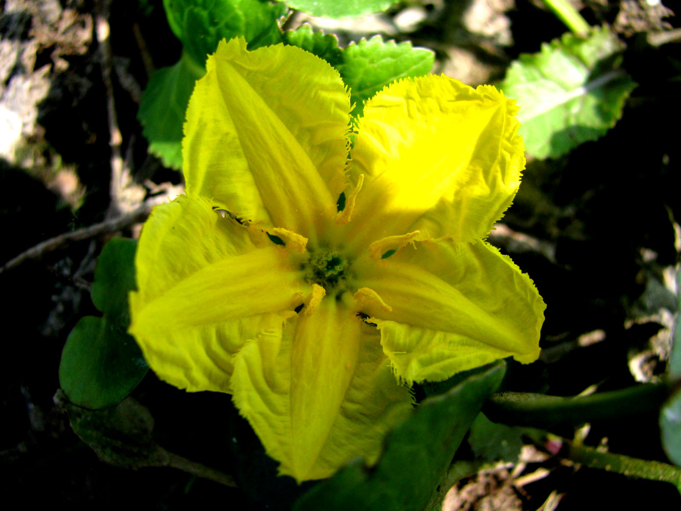 Image of Nymphoides peltata specimen.