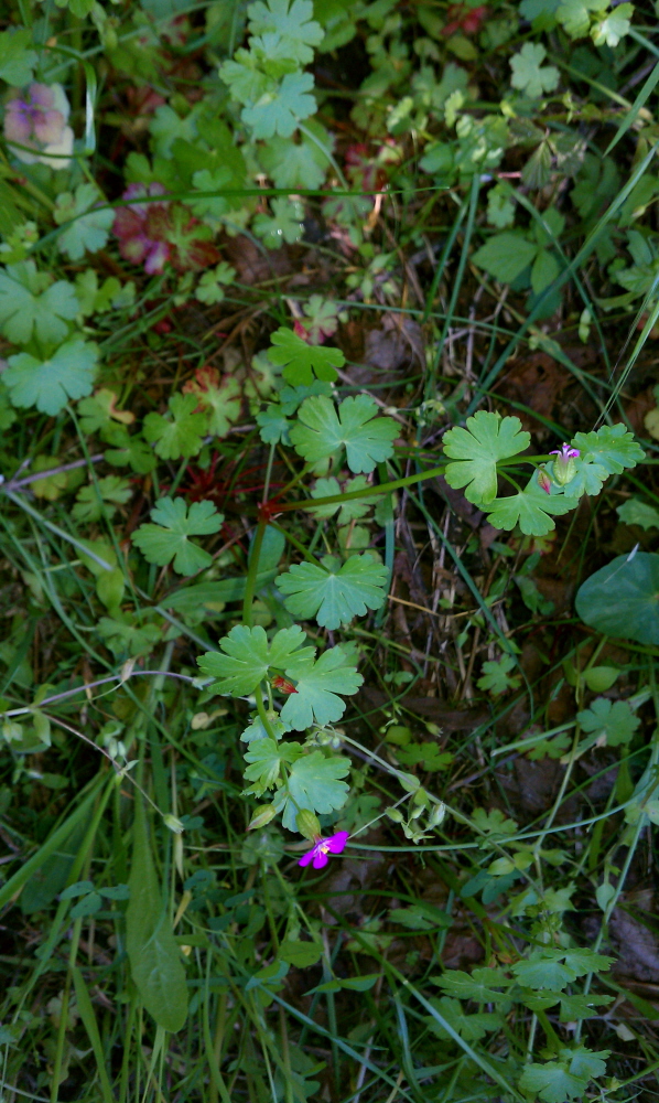 Image of Geranium lucidum specimen.