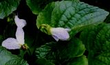 Viola sororia. Цветки и листья (культивар 'Freckles'). Германия, г. Viersen, в парке. 03.05.2012.