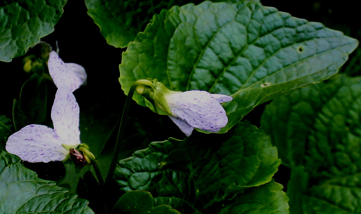 Image of Viola sororia specimen.