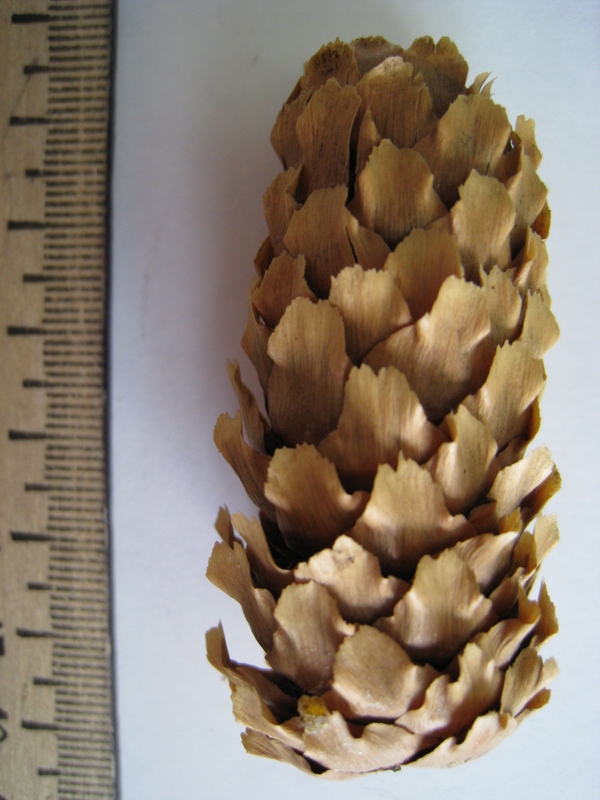 Image of Picea ajanensis specimen.