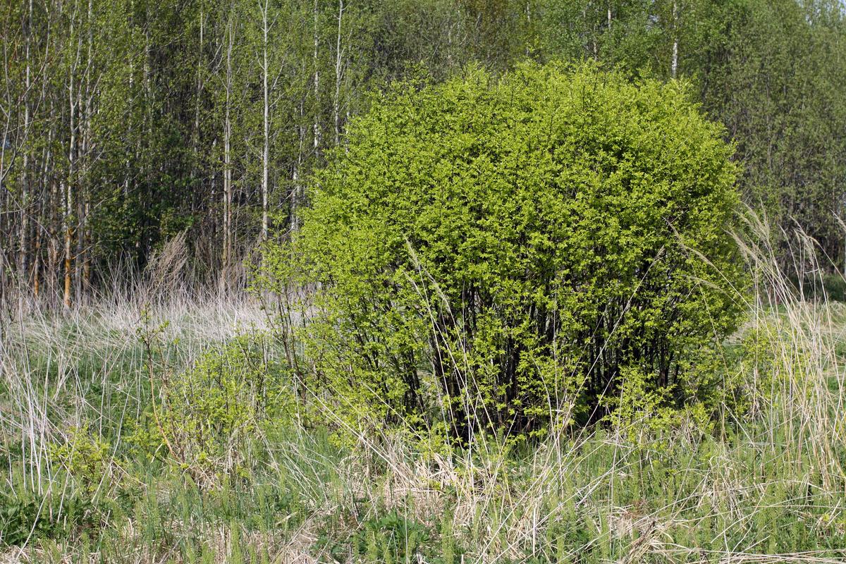 Image of Euonymus verrucosus specimen.