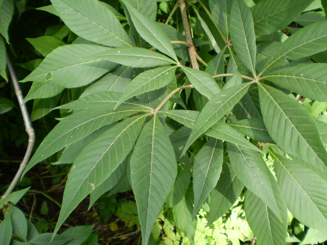 Image of Aesculus flava specimen.