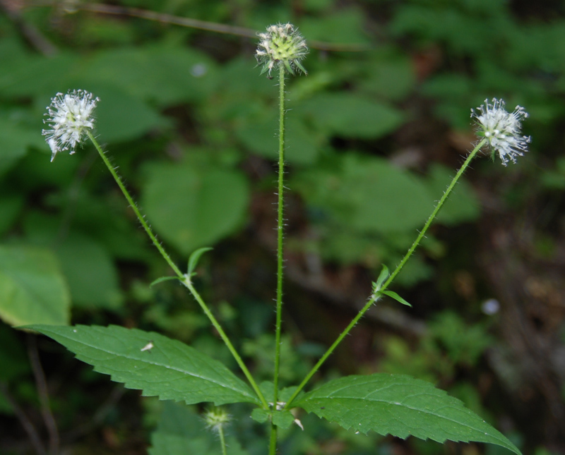 Изображение особи Dipsacus pilosus.