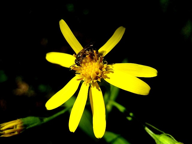 Image of Senecio nemorensis specimen.