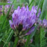 Astragalus danicus