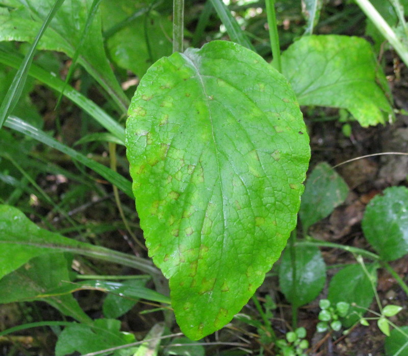 Image of Digitalis purpurea specimen.