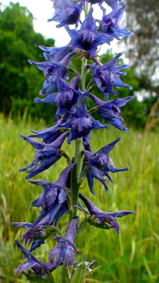 Image of Delphinium freynii specimen.