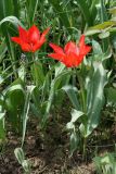 Tulipa affinis. Цветущие растения. Узбекистан, г. Ташкент, Ботанический сад им. Ф.Н. Русанова. 12.04.2009.