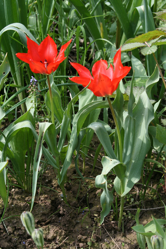 Изображение особи Tulipa affinis.