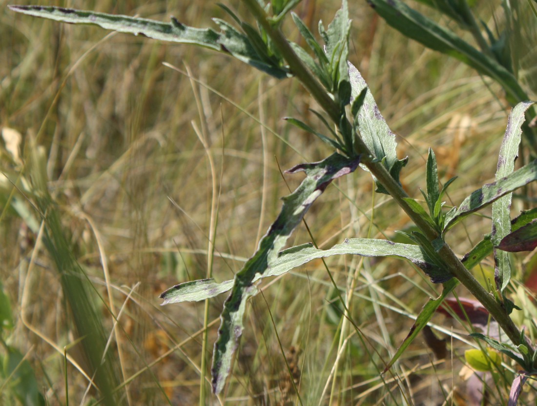 Изображение особи Centaurea jacea ssp. substituta.