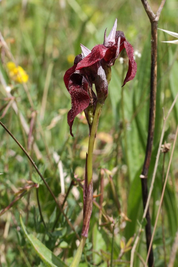 Image of Serapias cordigera specimen.