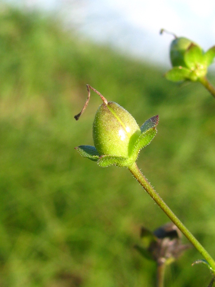 Image of Verbascum phoeniceum specimen.