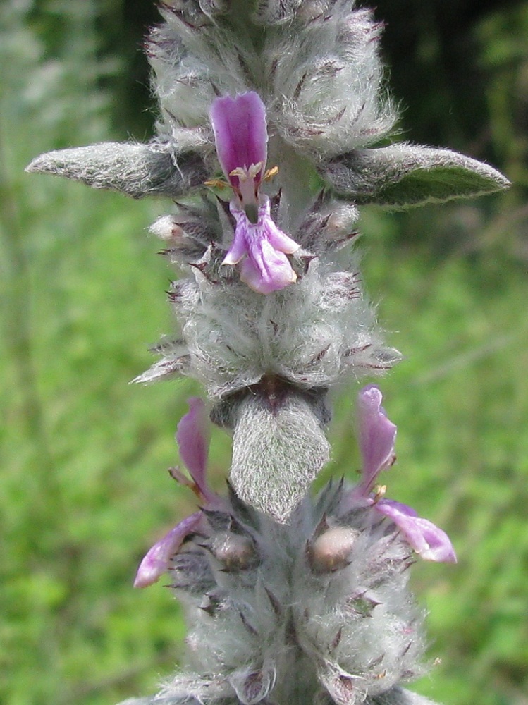 Image of Stachys velata specimen.