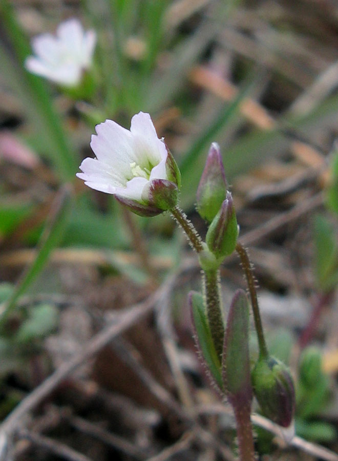 Image of Holosteum umbellatum specimen.