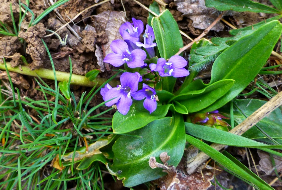 Изображение особи Lagotis stolonifera.