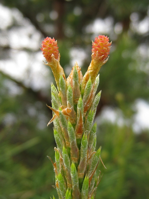 Изображение особи Pinus sylvestris.