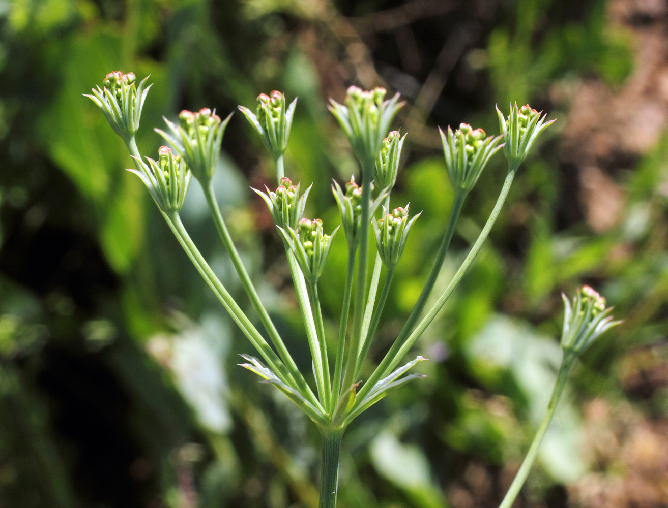 Image of Oedibasis apiculata specimen.